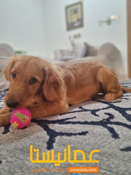 Dog for sale : Golden Retriever Female