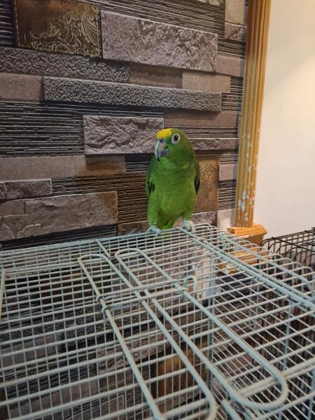 امازون يلو كراون اليف جدا، ومع القفص الخاص فيه