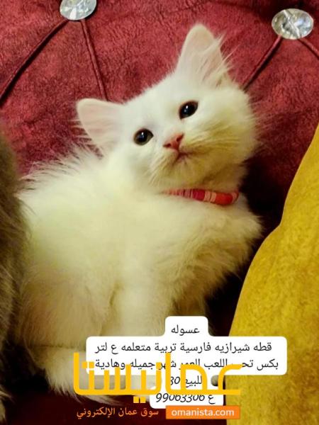 قطط شيرازي للبيع