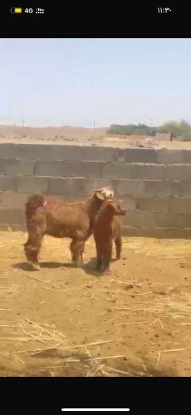 تيس وصخله للبيع