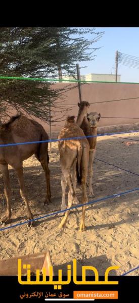 قعدان الابل بوش