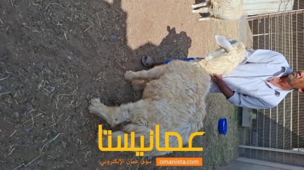 كبش نجدي اسود وأبيض ماشاءالله تارسات لحم فل الي يريد يضحي بشي زي