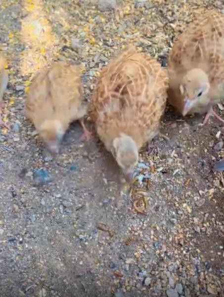 للبيع طيور صفارد بسعر مناسب