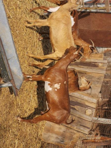 غنم صلاليات