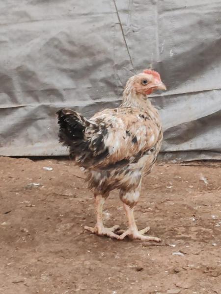 البيع صيصان فرنسي الكولومبي الاصلي العمر شهرين