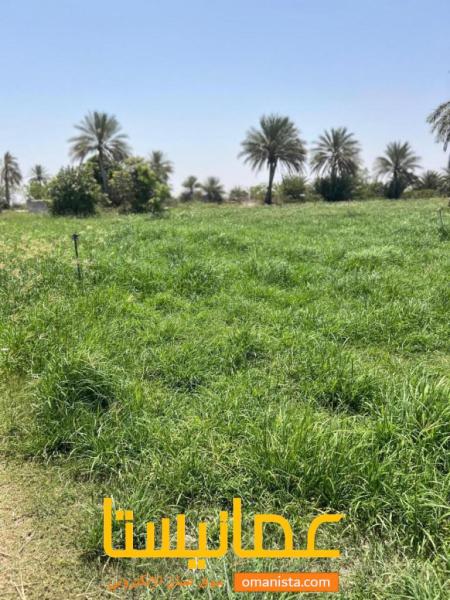 سكنيات الدهس