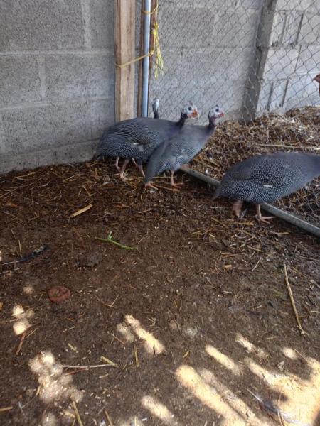 شنا او حبشي