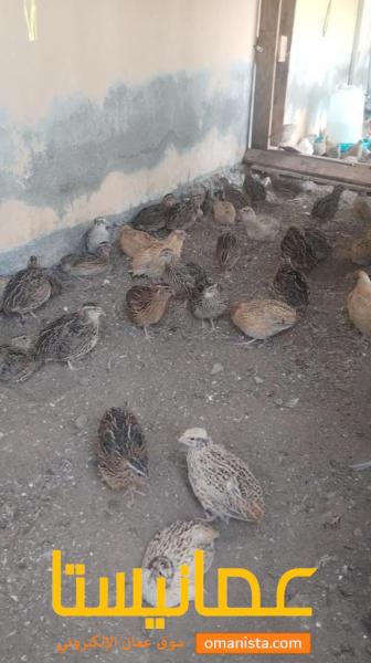 للبيع سمان