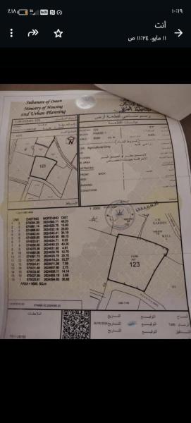 بركاء السوادي طماطم