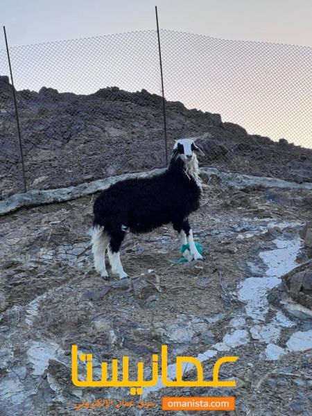 نقل كبش من سمائل إلى ضنك