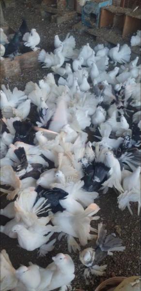 للبيع حمام شمسي ابيض خالص