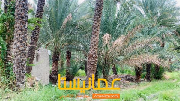 للبيع ارض زراعيه وفيه بيت قديم