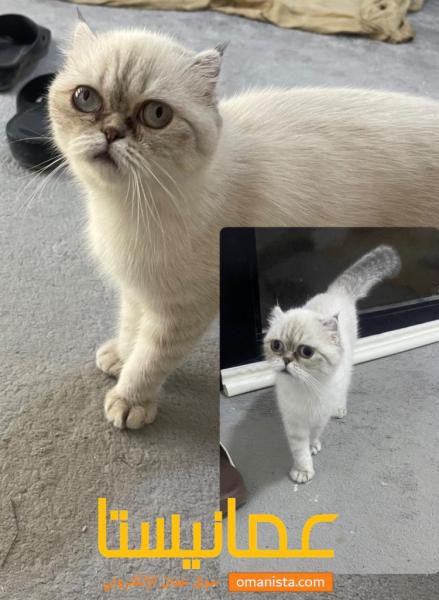 سلالة مختلطة بين قطة قصيرة الشعر قصيرة الرجل (%54.4) وقطط الهيما