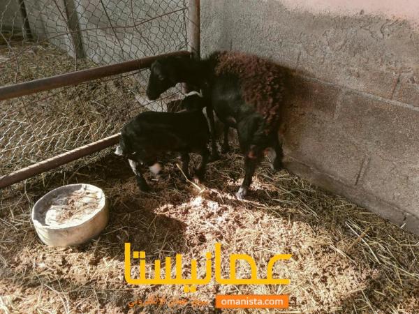 جعد عشار وشي بكار تواصل ع واتس