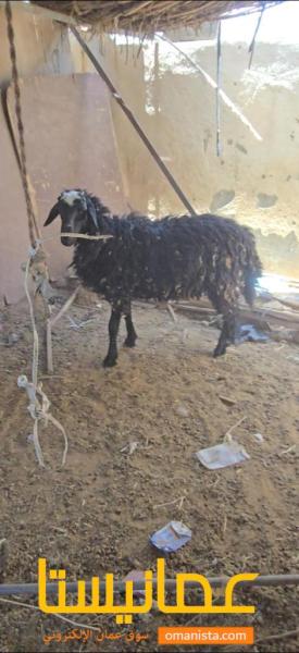 كبش تهجين سمين فول ماشاءالله
