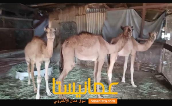 قعود حوار قعدان
