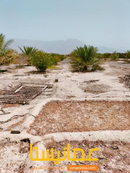 أرض زراعيه جاهزه