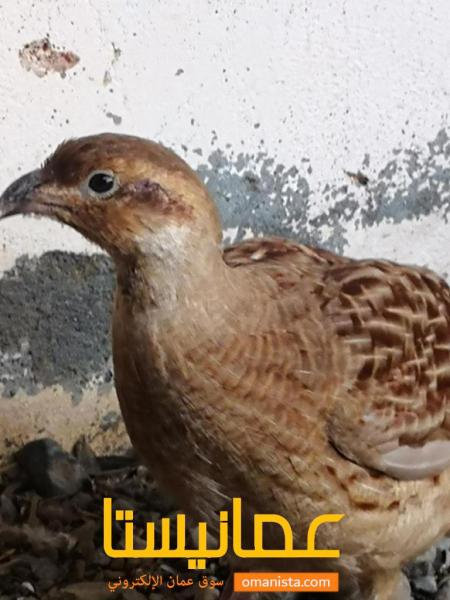 الباطنه الخابورة