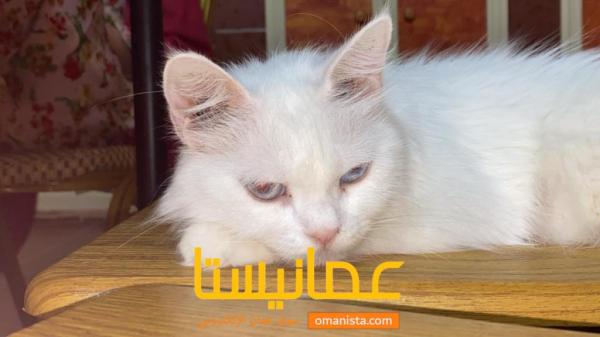 قطه شيرازيه