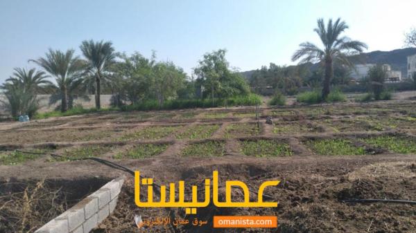 ارض زراعيه للبيع