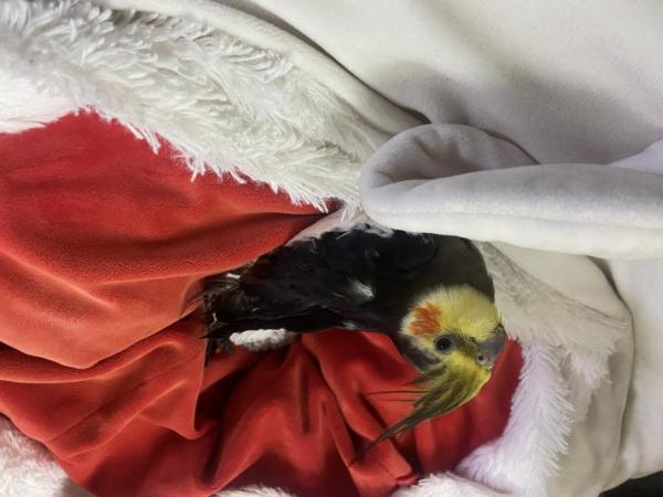 طير كوكتيل اليف