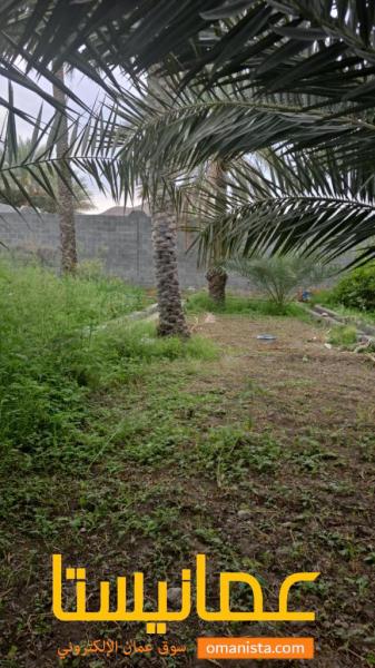 أرض زراعية بولاية الرستاق قريب من الخدمات والمدرسة الهندية