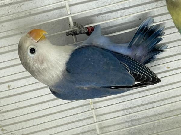 تصفية فيشر مستوى طيب