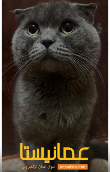 قط سكوتش فولد