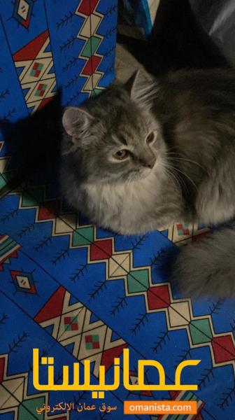 قط شيرازي أنثى للبيع
