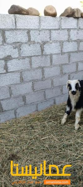 كبش عماني للبيع