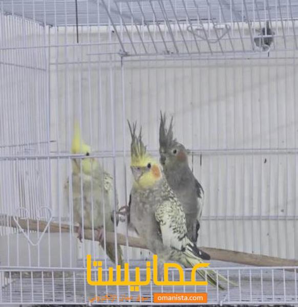 ببغاوات كوكتيل اليفات للبيع شوف الوصف