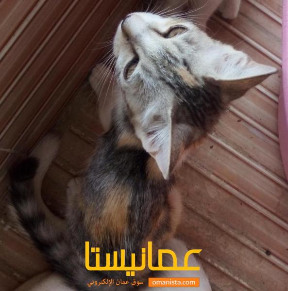 قطط مهجنه لتبني مستعجل