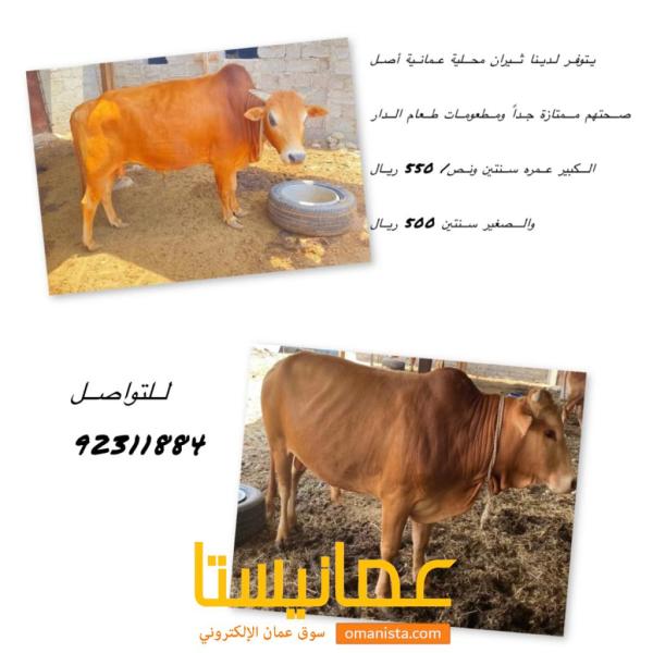 ثيران عمانية للبيع