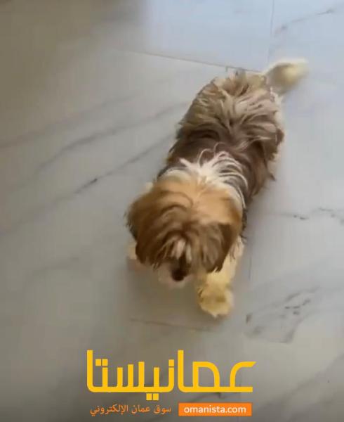 كلب نوع شيتزو