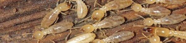 مكافحة حشرات