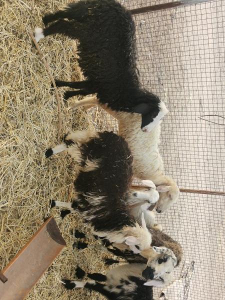 جمله خمس جعد عمانيات بكبشهن الخامس