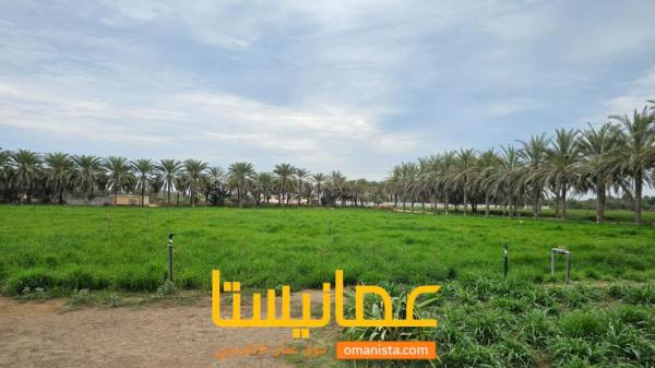 مزرعه للبيع في صحار