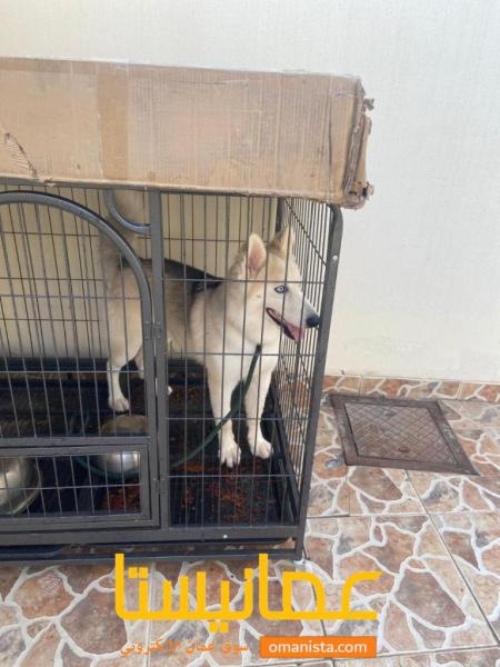 للبيع كلب هاسكي