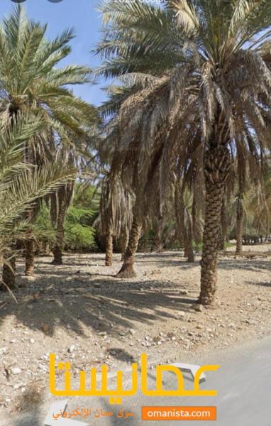 عاااجل للبيع ارخص ارض زراعيه بمسقط