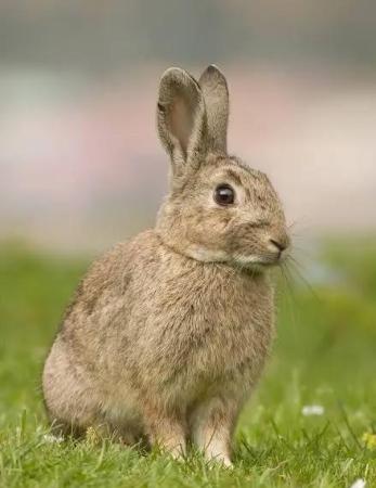 مسقط - الحيل الشمالية