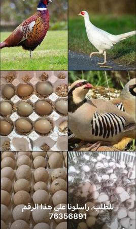 بيض مخصب الحجل باكستاني و الفزن