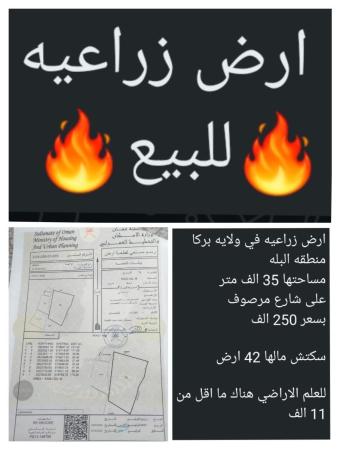 ارض زراعيه للبيع في ولاية بركاء البله