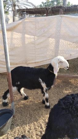 كبش وا حمله سمان ما شاء الله