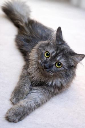 نخل الباطنه