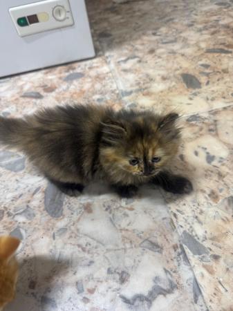 جنوب الباطنه . بركاء