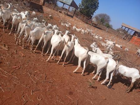 بيع المواشي من اثيوبيا توريد الى عمان