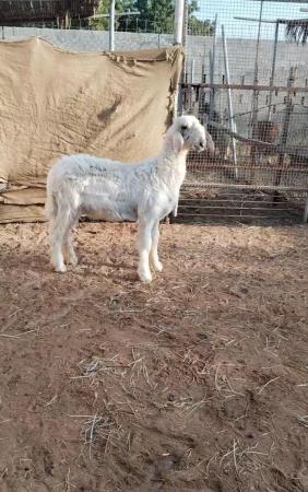 كبش نجدي اصل