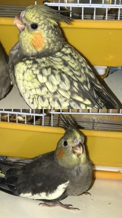 فروخ كوكتيل في مرحلة الفطام