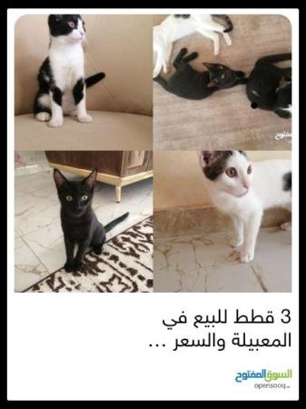 3قطط للبيع