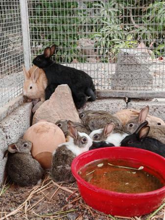 ارانب عمانية مهجنة مع هولندية